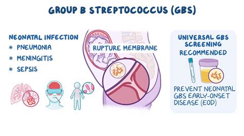 Streptokok skupiny B (GBS) v tehotenstve: Čo potrebujete vedieť